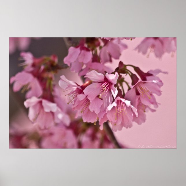 "Pink Haze" Japanisches Kirschblütenposter Poster (Vorne)
