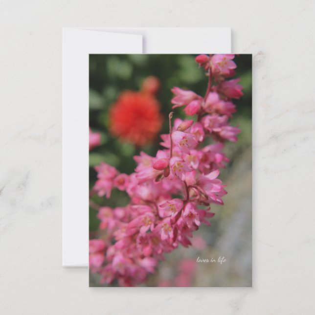 Pink Heuchera Mitteilungskarte (Vorderseite)