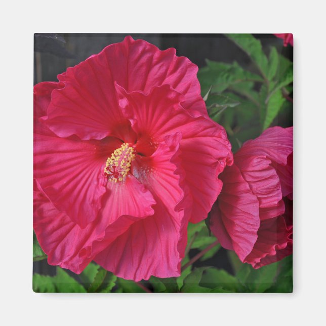Pink hibiscus flowers magnet (Vorne)