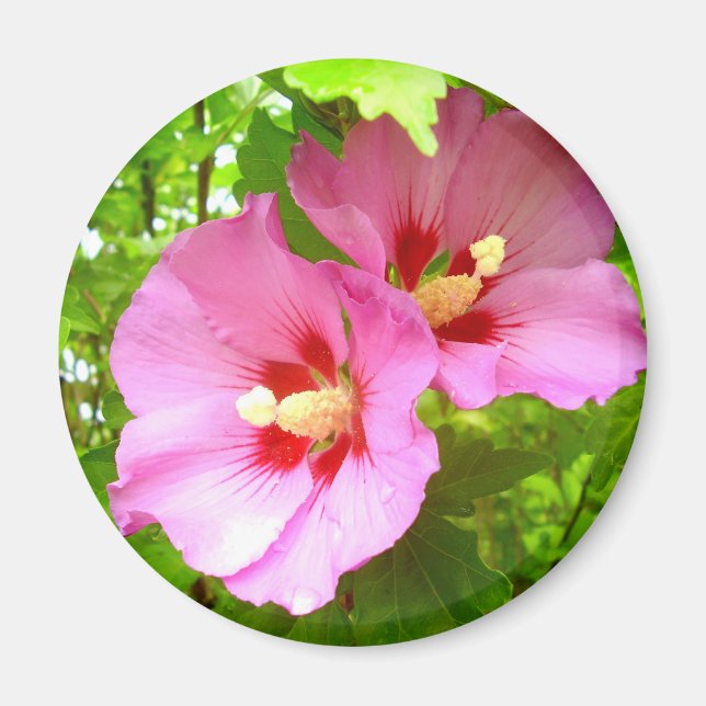 Pink Hibiscus Magnet (Vorne)