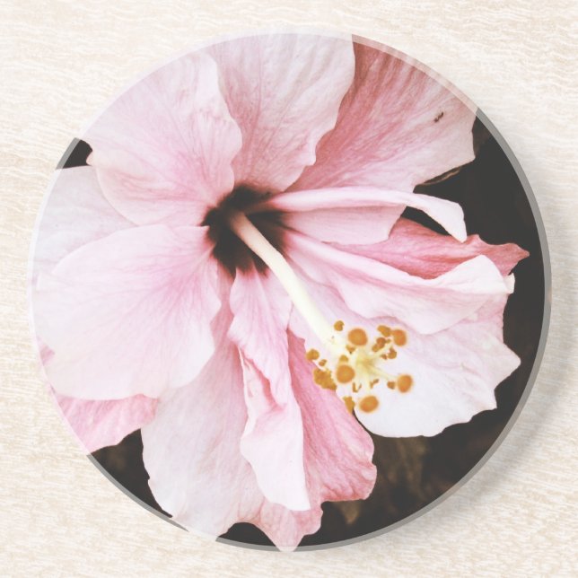 Pink Hibiscus Sandstein Untersetzer (Vorne)