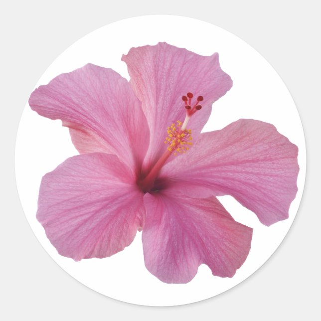 Pink Hibiskus Hawaiian Blume Maßgeschneiderte Vorl Runder Aufkleber (Vorderseite)