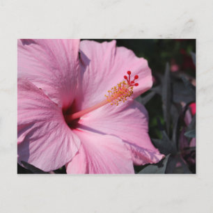 Pink-Hibiskus-Postkarte Postkarte