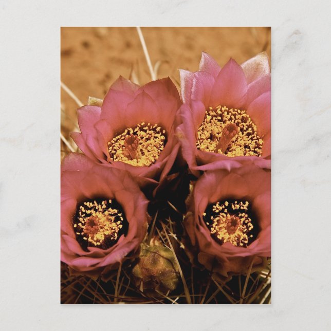 PINK HOCHWÜSTE SPRINGBLUMEN POSTKARTE (Vorderseite)