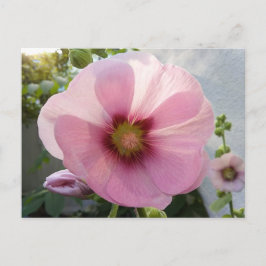 Pink Hollyhock Blume Postcard Postkarte