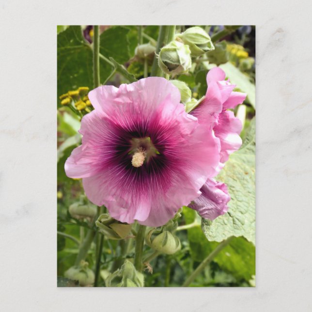 PINK HOLLYHOCK POSTKARTE (Vorderseite)