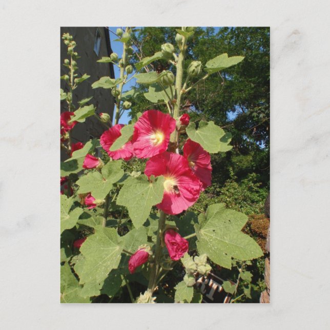 Pink Hollyhocks Postkarte (Vorderseite)