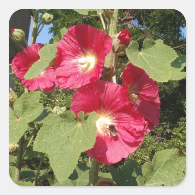 Pink Hollyhocks Quadratischer Aufkleber (Vorderseite)
