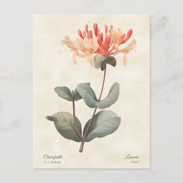Pink Honeysuckle Postkarte (Vorderseite)