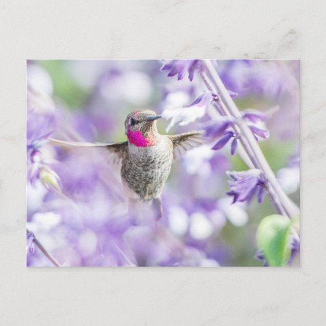 Pink Hummingbird Lila fliegen Postkarte (Vorderseite)