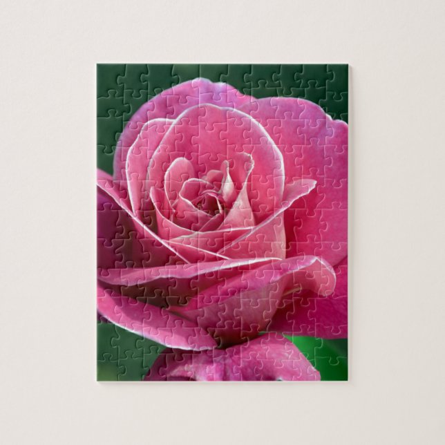 Pink Hybrid Tee Rose (Vertikal)