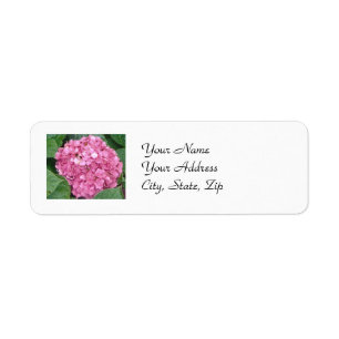 Pink Hydrangea