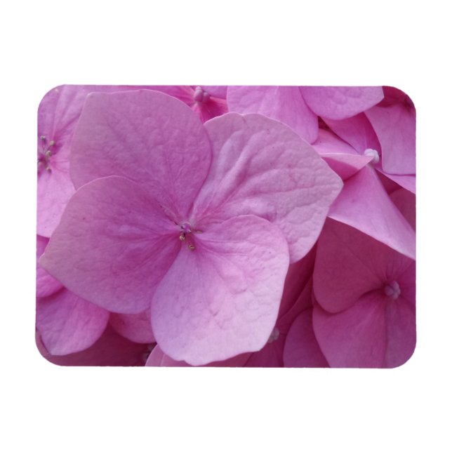 Pink Hydrangea Blume 3"x4" Magnet (Horizontal)