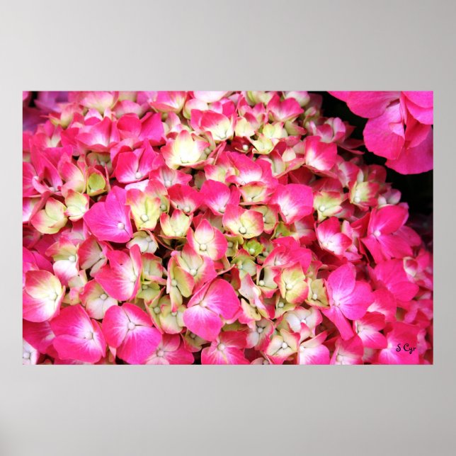 Pink Hydrangea Bouquet Poster, S Cyr Poster (Vorne)