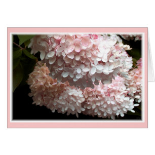 Pink Hydrangea Bushes