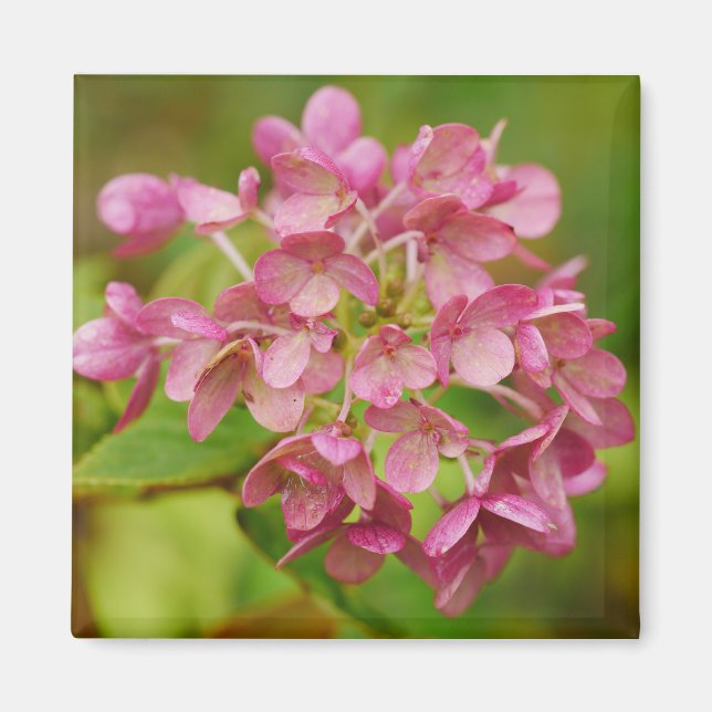 Pink Hydrangea Magnet (Vorne)