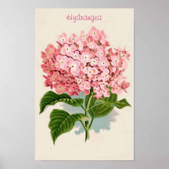Pink Hydrangea Poster (Vorne)