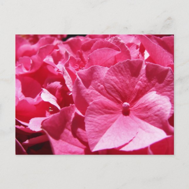 Pink Hydrangea Postkarte (Vorderseite)