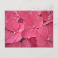 Pink Hydrangea Postkarte
