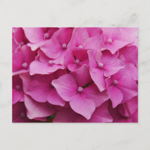 Pink Hydrangea Postkarte