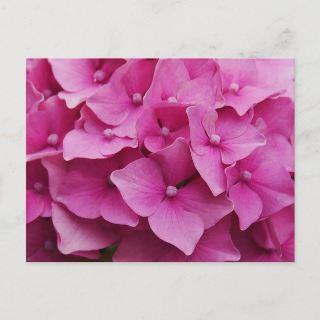 Pink Hydrangea Postkarte (Vorderseite)