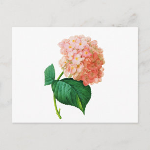 Pink Hydrangea von Pierre Joseph Redoute Postkarte