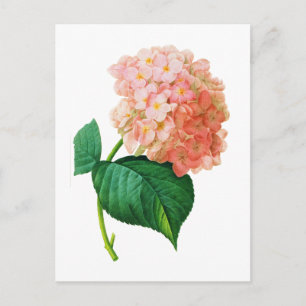 Pink Hydrangea von Pierre Joseph Redoute Postkarte