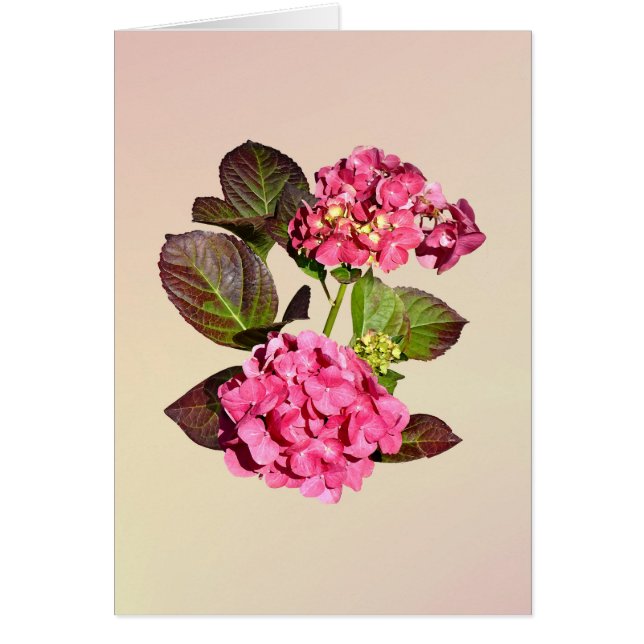 Pink hydrangea with Leaves (Devant)