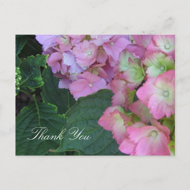 Pink Hydrangeas Postkarte (Vorderseite)