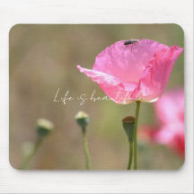 Pink Iceland Poppy Flower (photography by me)