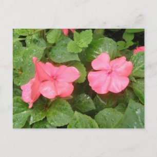 Pink Impatians Blume Postkarte