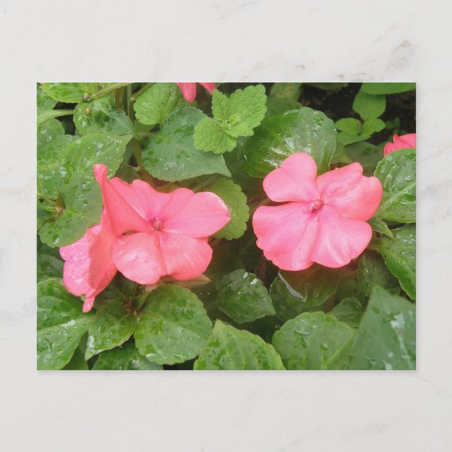 Pink Impatians Blume Postkarte (Vorderseite)