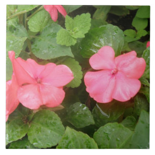 Pink Impatians Blume Tile Fliese