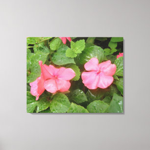 Pink Impatiens Blume Canvas Print Leinwanddruck