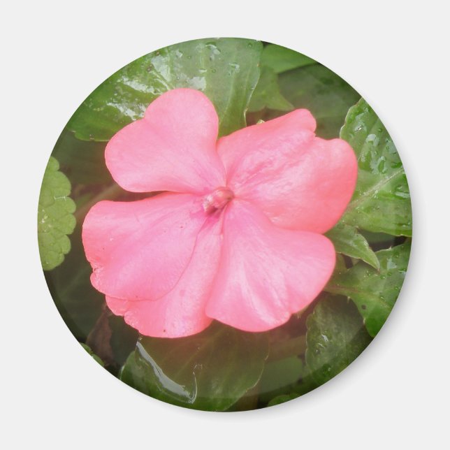 Pink Impatiens Blume Magnet (Vorne)