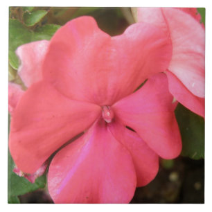 Pink Impatiens Carreau de Macro Fleur