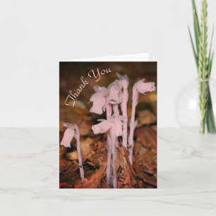 Pink Indian Pipe Fleur sauvage Nature Carte de rem