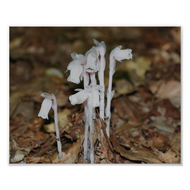 Pink Indian Pipe Mushroom Blume Fotodruck (Vorne)