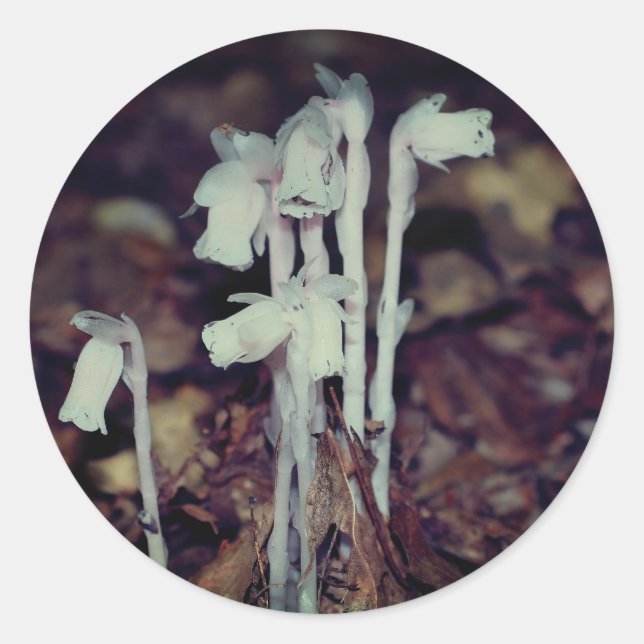 Pink Indian Pipe Pilz Natur Runder Aufkleber (Vorderseite)