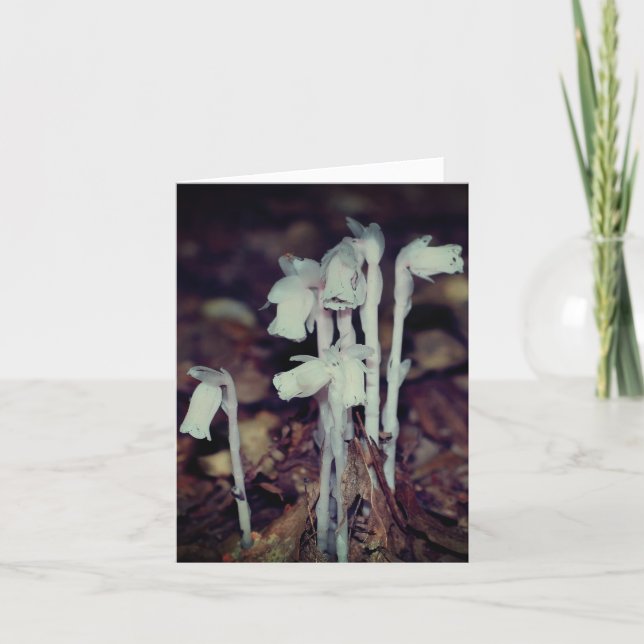 Pink Indian Pipe Wildflowers Nature Note Karte (Vorderseite)