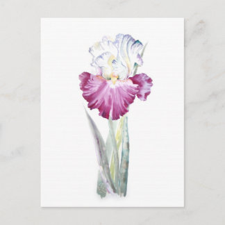 Pink Iris Postkarte