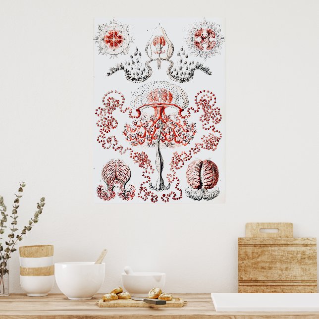 Pink Jellifish - Ernst Haeckel Poster (Küche)