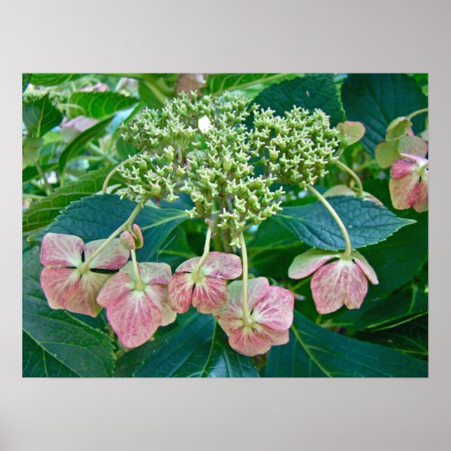 Pink Lace-Cap Hydrangea Blüten - Poster (Vorne)