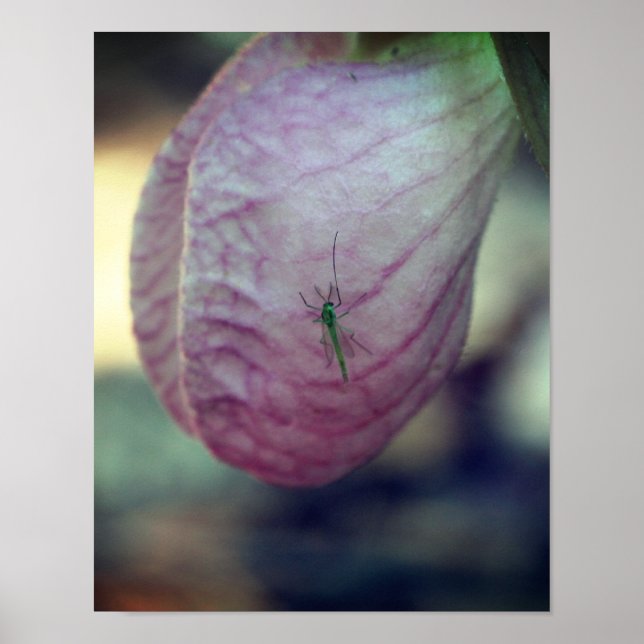 Pink Lady Slipper mit Besuch des grünen Insekts Poster (Vorne)