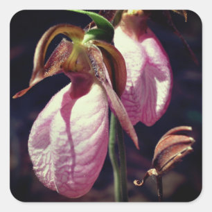 Pink Lady Slipper Orchid Blume Quadratischer Aufkleber