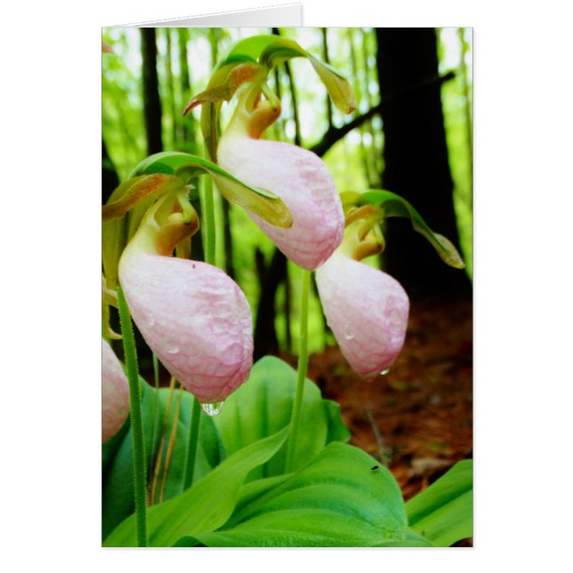 Pink Lady Slipper sauvage orchidée (Devant)