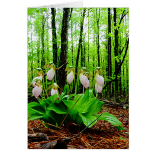 Pink Lady Slipper Wild Orchid