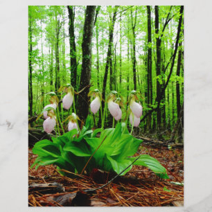 Pink Lady Slipper Wild Orchid