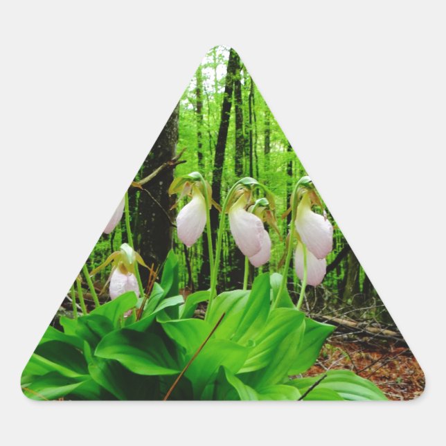 Pink Lady Slipper Wild Orchid Dreieckiger Aufkleber (Vorderseite)
