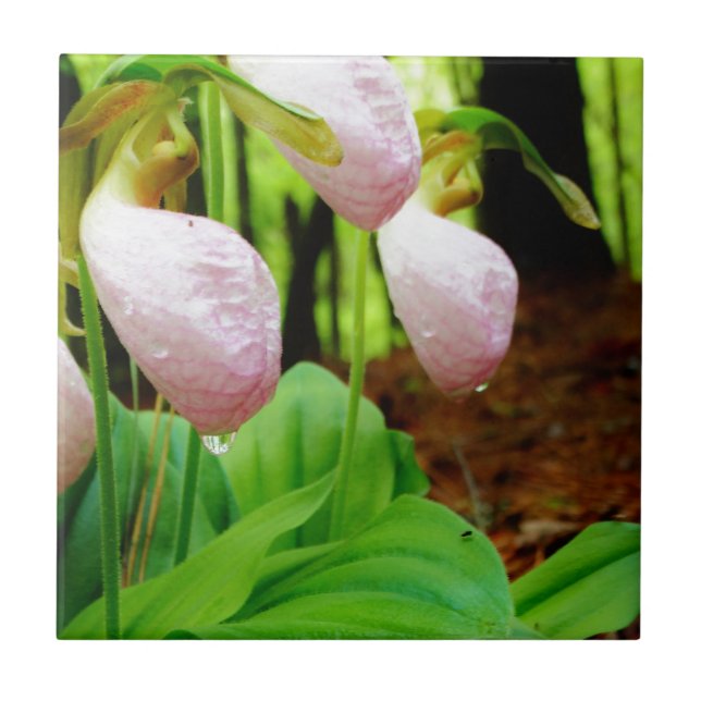 Pink Lady Slipper Wild Orchid Fliese (Vorderseite)